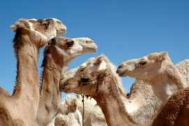 sahara-eliki.org Imnas