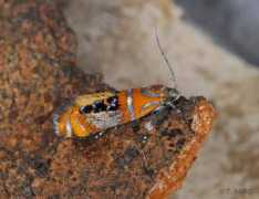 jpmoth.org Imogena