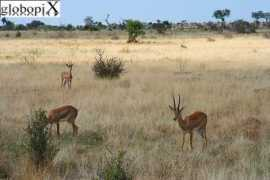 globopix.net Impala