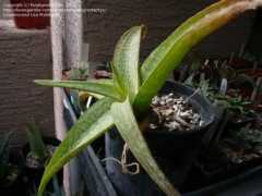 davesgarden.com Inamara