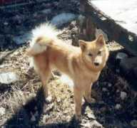koirat.com Inari