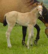 cheval.academie.free.fr Inconnito