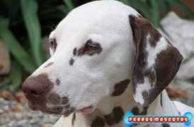 perrosmascotas.com Incredulo