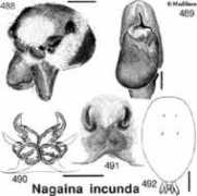 Incun