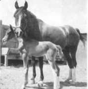 allbreedpedigree.com Indaia