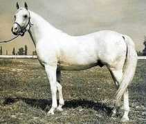 allbreedpedigree.com Indaia