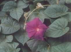 Indicar