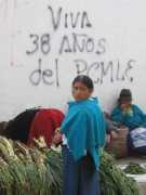 webdesignerforum.co.uk Indigena