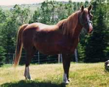 northernlightarabians.com Indrin