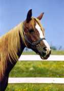 northernlightarabians.com Indrin