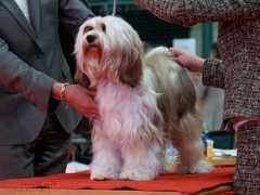 tibeti-terrier.hu Indukala
