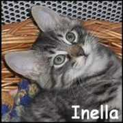 crocblanc.org Inella