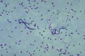 Infec