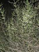 conabio.gob.mx Infesta