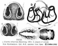 salticidae.org Infras