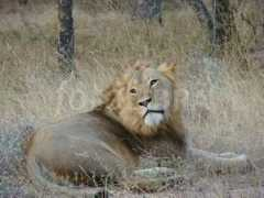 fotolibra.com Ingwe