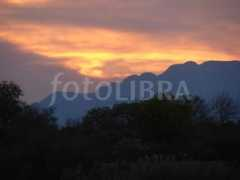 fotolibra.com Ingwe