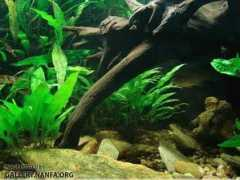 gallery.nanfa.org Inhabitant