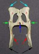 biology.kenyon.edu Innominate