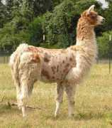 gallopingwindsranch.com Inocencia