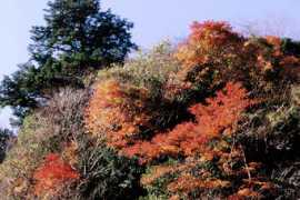 geocities.jp Inokawa