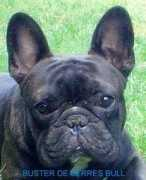 mascotamigos.com.ar Inoto