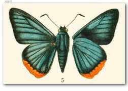 butterfliesofamerica.com Insana
