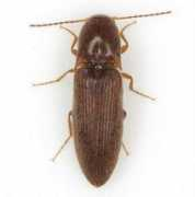 bugguide.net Insanus