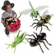 pcnews.ro Insecte