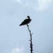 realbirder.com Insh