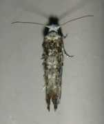 bugguide.net Insinga