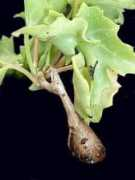 cacteus.free.fr Insisa