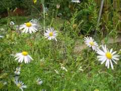 flower.onego.ru Insisa