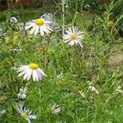 flower.onego.ru Insisa