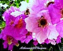 mblog.manager.co.th Intanin