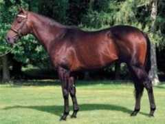 pedigreequery.com Intikhab