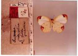butterfliesofamerica.com Iradia