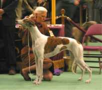 heliosgreyhounds.com Iraina
