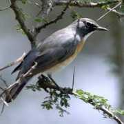 tanzaniabirds.net Irania