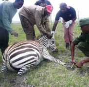 bushmeateastafrica.wildlifedirect.org Iregi