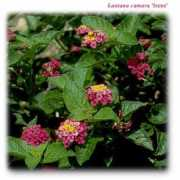 plantanswers.com Irenea