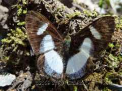 focusonnature.com Irenea