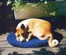 basenji-freunde.com Irette