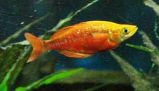 badmanstropicalfish.com Irian