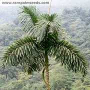 rarepalmseeds.com Iridel