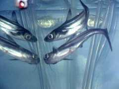 badmanstropicalfish.com Iridescent