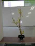 mita-hanamo-florist.co.jp Irihana
