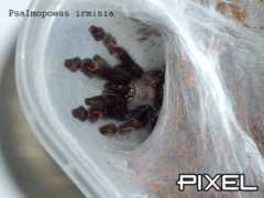 Irminia