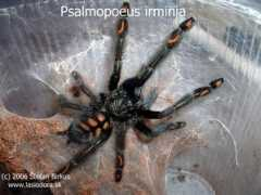 Irminia