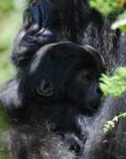 Isaro
